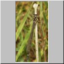 Enallagma cyathigerum - Gemeine Becherjungfer w03.jpg